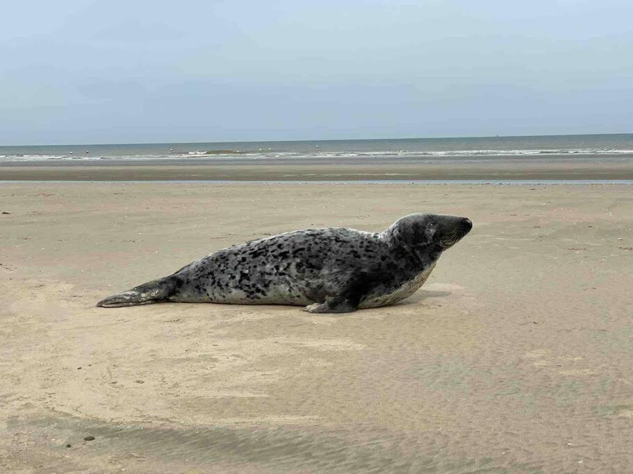 Face A La Mer, Appartement Rdc Bray Dunes Luaran gambar